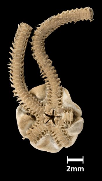 Media type: image;   Invertebrate Zoology OPH-1463 Aspect: ventral